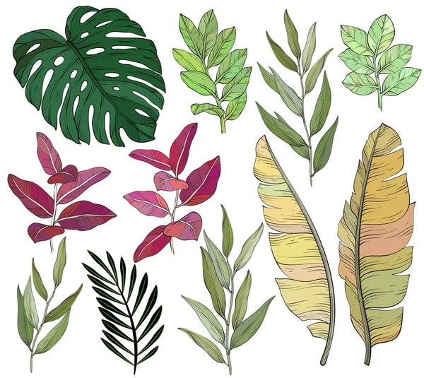 Tropiska Blad Som Eukalyptus Monstera Bananblad Vektor Illustration — Stock vektor