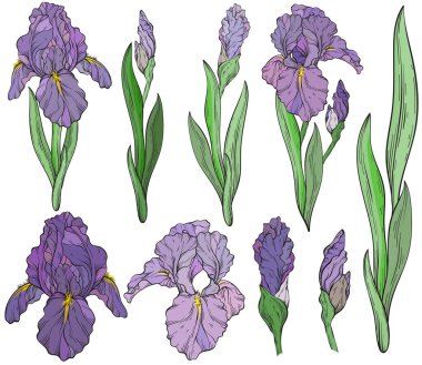 Bir çift çiçek ve yapraklar. Bahar çiçeği desenli, el yapımı bitkilerle dekoratif botanik arka plan. Vektör illüstrasyonu.