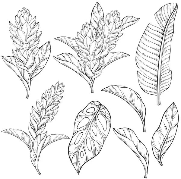 Handgezeichnete Umrisse Von Alpinia Purpurata Exotischen Ingwerblüten Und Tropischen Pflanzen — Stockvektor