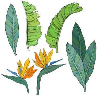 Bir dizi tropik cennet kuşu çiçek ve Strelitzia Reginae yaprakları. El çizimi vektör illüstrasyonu.