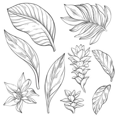 El çizimi alpinia purpurata zencefil çiçeği, tropikal bitkiler ve yapraklar.