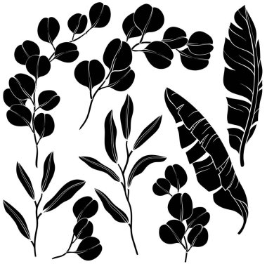 Okaliptüs ve muz yaprakları ve ince dallar. Vektör illüstrasyonu