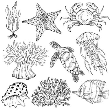 Sualtı setinin yaz çizimi. Çeşitli kabuk, yosun, kaplumbağa, yengeç, kerevit, denizanası, kabuk mercan deniz yıldızı anemonu Vektör çizimi