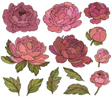 Bir demet güzel şakayık çiçeği. Şakayık çiçek tomurcukları ve yaprak koleksiyonu. Botanik. Parmak izi için çiçek dekorasyonunun vektör illüstrasyonu.