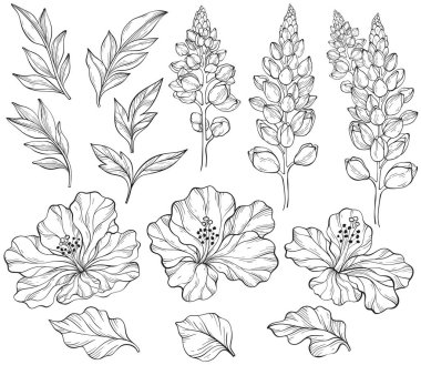 Set with outlinelupins, hibiscus and leaves. Vector floral pattern with green leaves and lupines flowers. clipart