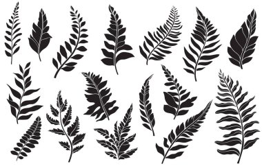 Vahşi orman bitkilerinden, yapraklardan ve genç eğreltiotlarından oluşan bir siluet seti. Vektör illüstrasyonu