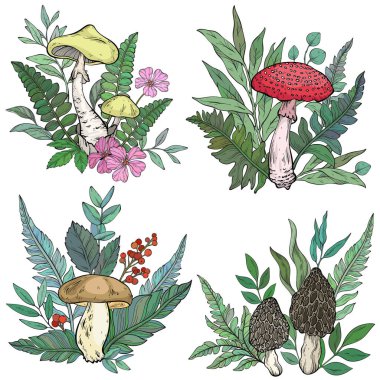 Farklı türde mantar, ot ve böğürtlen seti, eğreltiotu. Vektör illüstrasyonu