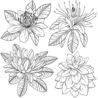 Tropik çiçekler ve yapraklar. Vektör egzotik seti, çiçek elementleri izole edilmiş, Hawaii 'de tebrik kartı, düğün, duvar kağıdı için bitkiler. Siyah ve beyaz