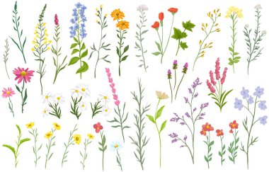 Beyaz arka planda sanatsal olarak düzenlenmiş çeşitli kır çiçekleri ve narin bitkilerin vektör çizimi