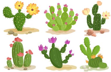 Kaktüs Koleksiyonları Set, vektör illüstrasyonu