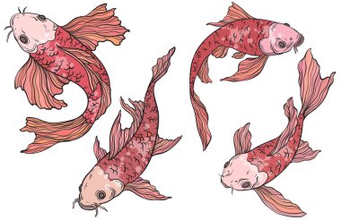 Beyaz arka planda Altın Koi sazan balığı, Çin yeni yılı. Arkaplanda festival için altın balık, koi balığı koleksiyonu.