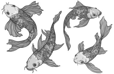 Beyaz arka planda tek renkli Koi sazan balığı seti, Çin yeni yılı, arka planda festival için balık, koi balığı koleksiyonu