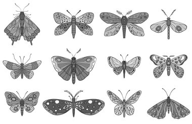 Karmaşık bir şekilde tasarlanmış kelebek ve güvelerin gri tek renkli tonlarda, çeşitli kanat desenleri ve sanatsal detaylarını gösteren bir vektör çizimi.