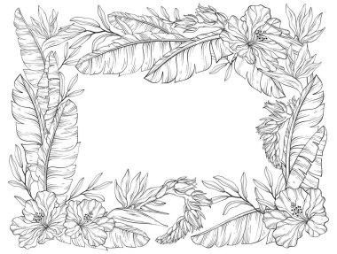 Bir vektör çizgisi çizgisi çizimi, çiçek desenli tropikal bir çerçeve, cennet kuşu çiçekleri ve beyaz arka planda yemyeşil muz yaprakları.