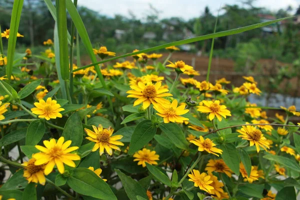 Beauty spring flower melampodium divaricatum or yellow butter daisy, green leaves in the garden