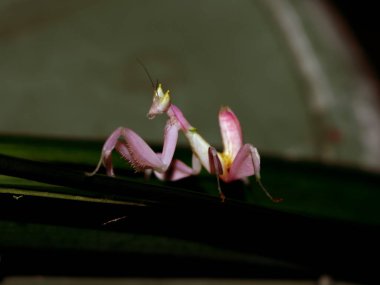 The grasshopper like a flower is walking on the leaves