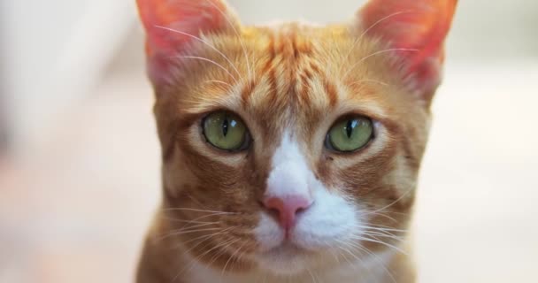 Κοντινό Πλάνο Της Φιλικής Γάτας Πιπερόριζας Γλείφοντας Πρόσωπό Του Και — Αρχείο Βίντεο
