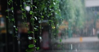 Ağaçların dallarından insanlara bak, cadde boyunca yürüme sağanak boyunca soyut kentsel arka planda yürüme