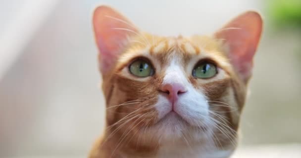 Close Dari Ramah Kucing Ginger Tabby Menjilati Wajahnya Dan Kumis — Stok Video