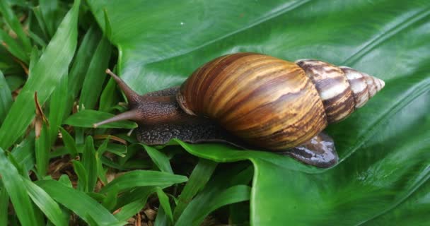 Big Tropical Snail Green Leaf High Quality Footage — Stock Video