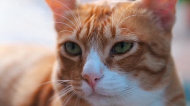 Memeli kedi tüylü bir hayvanın portresi, kameraya bakan, büyük yeşil gözlü, kızıl tüylü bir kedi.