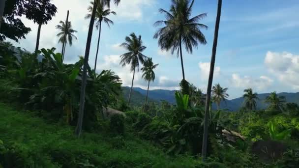 Cámara Tiro Aéreo Vuela Las Palmeras Hermosa Vista Tropical Selva — Vídeos de Stock