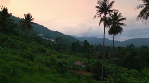 空中撮影カメラヤシの木 ジャングルや山の美しい熱帯の景色に飛ぶ タイのサムイ島の熱帯林 高品質4K映像 — ストック動画