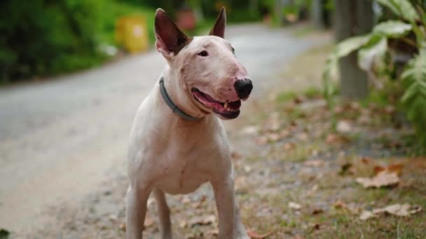 Cute White Bull Terrier Standing Outdoors Dog Breathing Heavily Wagging — Vídeo de Stock