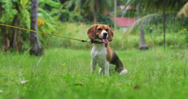 Vorderbild Eines Niedlichen Beagle Welpen Der Regenbogenleine Sitzt Auf Einer — Stockvideo