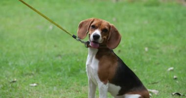 Gökkuşağı tasmalı şirin bir köpek yavrusu parktaki yeşil çimlerin üzerinde oturuyor. Köpeğini dışarıda gezdiren tanınmayan bir adam.