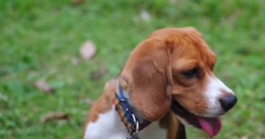 Gökkuşağı tasmalı şirin bir av köpeğinin ön çekimi parktaki yeşil çimlerin üzerinde duruyor. Hayvanlar için reklam teması