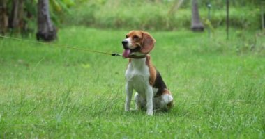 Gökkuşağı tasmalı şirin bir av köpeğinin ön çekimi parktaki yeşil çimlerin üzerinde duruyor. Hayvanlar için reklam teması