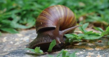 Yeşil yapraklı büyük tropikal salyangoz. Yüksek kalite 4k görüntü