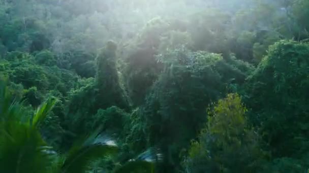 Kamera Lotu Ptaka Leci Palm Piękny Tropikalny Widok Dżunglę Góry — Wideo stockowe