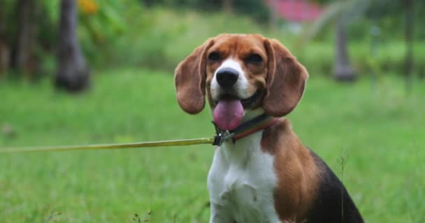 Tiro Frontal Filhote Cachorro Beagle Bonito Uma Coleira Arco Íris — Vídeo de Stock