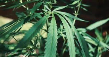 Marihuana yaprağını kapat. Esrar yetiştiren bitkiler