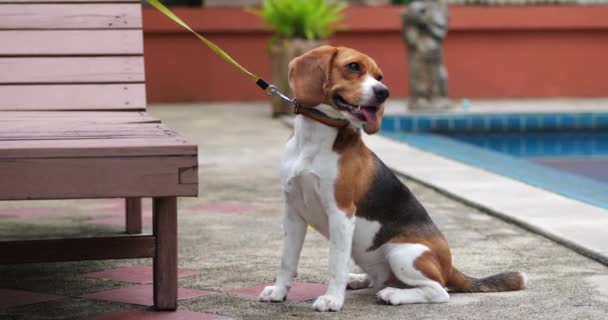Close Adorável Cão Beagle Bigl Sentado Livre Perto Piscina Tema — Vídeo de Stock