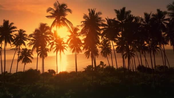 熱帯の国のヤシの木や海の美しいオレンジ色の夕日の景色は ドローンカメラから撮影された右飛ぶ 熱帯リゾート 空中ビューのヤシの木を通して日光の楽園 自然の母なる大地 — ストック動画