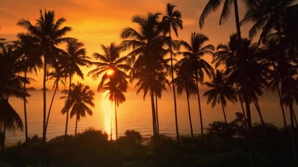 Lovely Red Sunset View Palm Trees Sea Beam Light Shines — Stock video