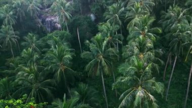 Aerial view wild tropical nature, the camera flies along the palm trees and rocks in a tropical jungle area. Cinematic video beautiful green untouched nature of mother earth. Aerial shot.