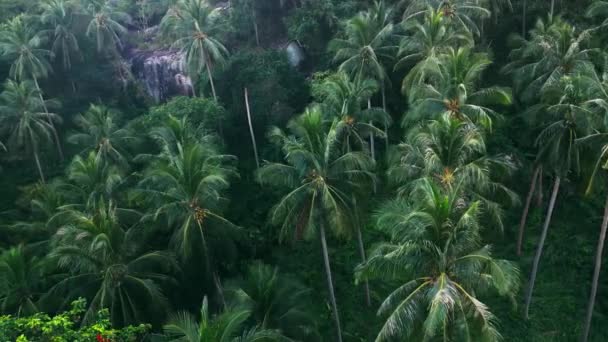 Aerial View Wild Tropical Nature Camera Flies Palm Trees Rocks — Vídeos de Stock