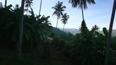 Cinematic video drone flies through palm trees and jungle with mountains, beautiful tropical nature of the earth. Aerial view. Beautiful nature jungle tropical country.