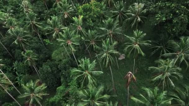 Κινηματογραφική Εναέρια Άποψη Drone Πετά Πάνω Από Φοίνικες Στην Τροπική — Αρχείο Βίντεο