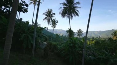 Cinematic wild nature aerial view of mother earth, flying between the palms and trees in tropical forest to mountains. Outdoor adventure travel to beautiful green nature, jungle, aerial view