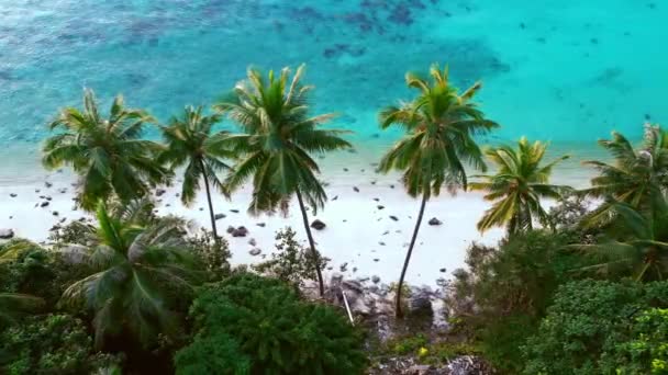 Aerial View Dream Tropical Beach Beautiful Coconut Palms Blue Sea — Vídeos de Stock