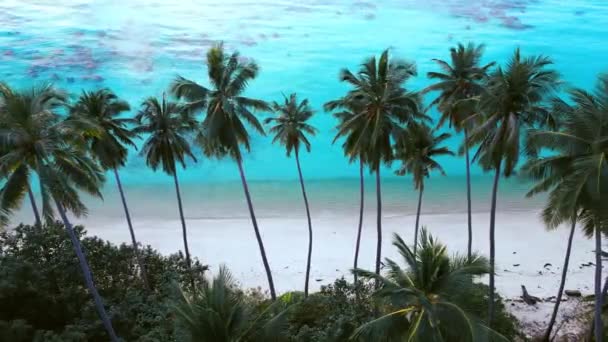 영화에 나오는 아름다운 해변에 모래와 야자나무가 청록색 바닷물을 뒤덮고 영화같은 — 비디오