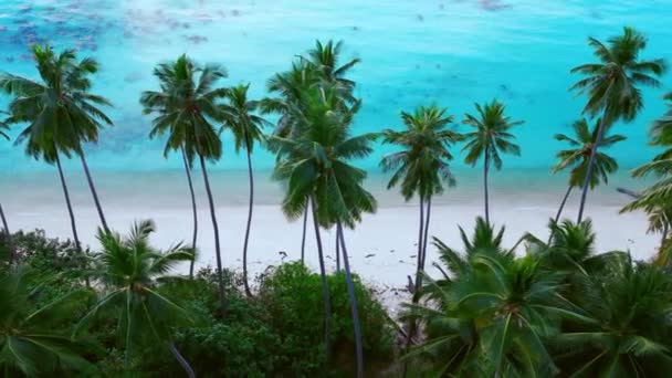 Aerial Cinematic Drone Shot Tropical Beach White Sand Palm Trees — Vídeos de Stock