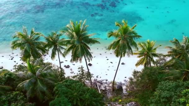 모래사장 환상적 청록색물을 배경으로 아름다운 야자나무들이 펼쳐져 있습니다 낙원을 영화화 — 비디오