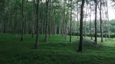 Kamera ileriye bakar ve yeşil ormandaki kauçuk ağaçlarının altında hareket eder. Kauçuk ağaç dalları ve ağaçların perspektifi ile güzel doğal bir manzara bırakıyor..
