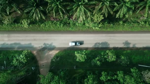 美しいタイの緑のオイルパームの間を車で通過すると 空中ショットカメラが道路を飛び越えます 熱帯ジャングルのドローン空撮道路 トップビューシネマティックビデオ — ストック動画